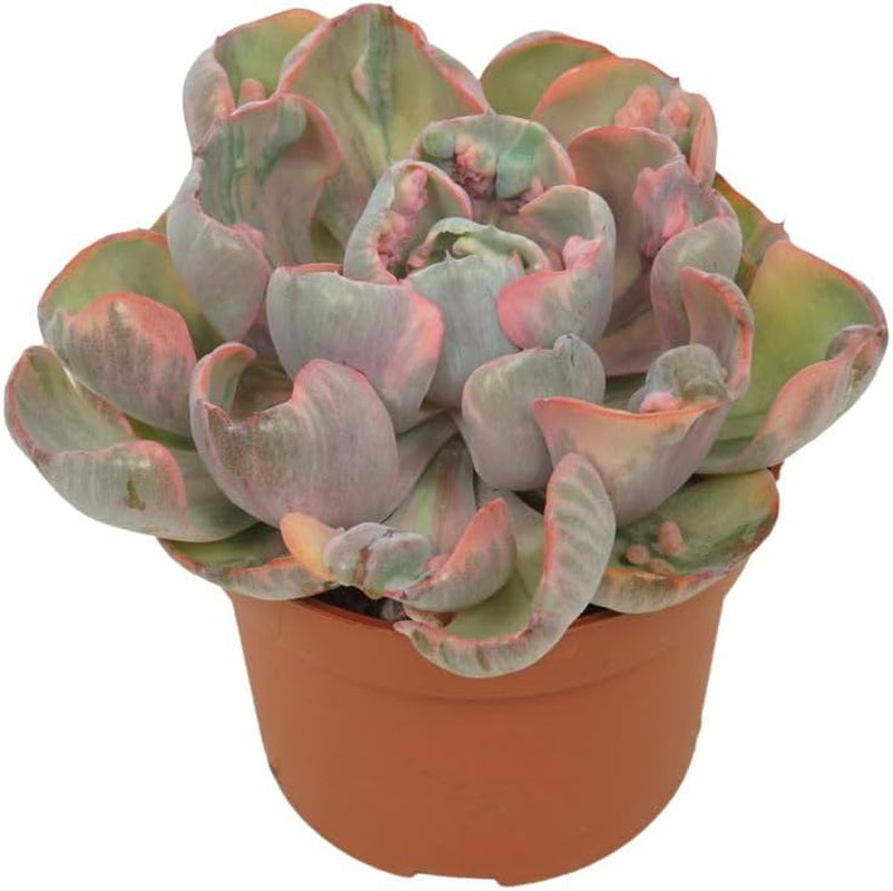 Exotenherz Buntes Rosetten-Dickblatt - Echeveria "Cleopatra" - RARITÄT - Pflegeleichte Sukkulente - 10,5Cm Topf