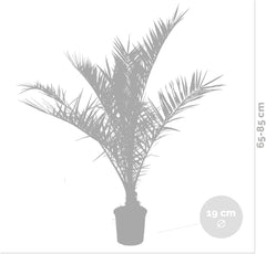 Bloomique - 2Er Set - Phoenix Canariensis - Kanarische Dattelpalme - Palme - Balkonpflanzen Winterhart - Höhe 80-100 Cm - Topf 19 Cm