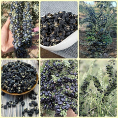 Schwarz Goji Beeren, Garten Geschenk, Pflanzensamen Wolfsbeere, Lycium Ruthenicum, Bodendecker Gartenkräuter Goji Beeren Winterhart Garten 250Samen
