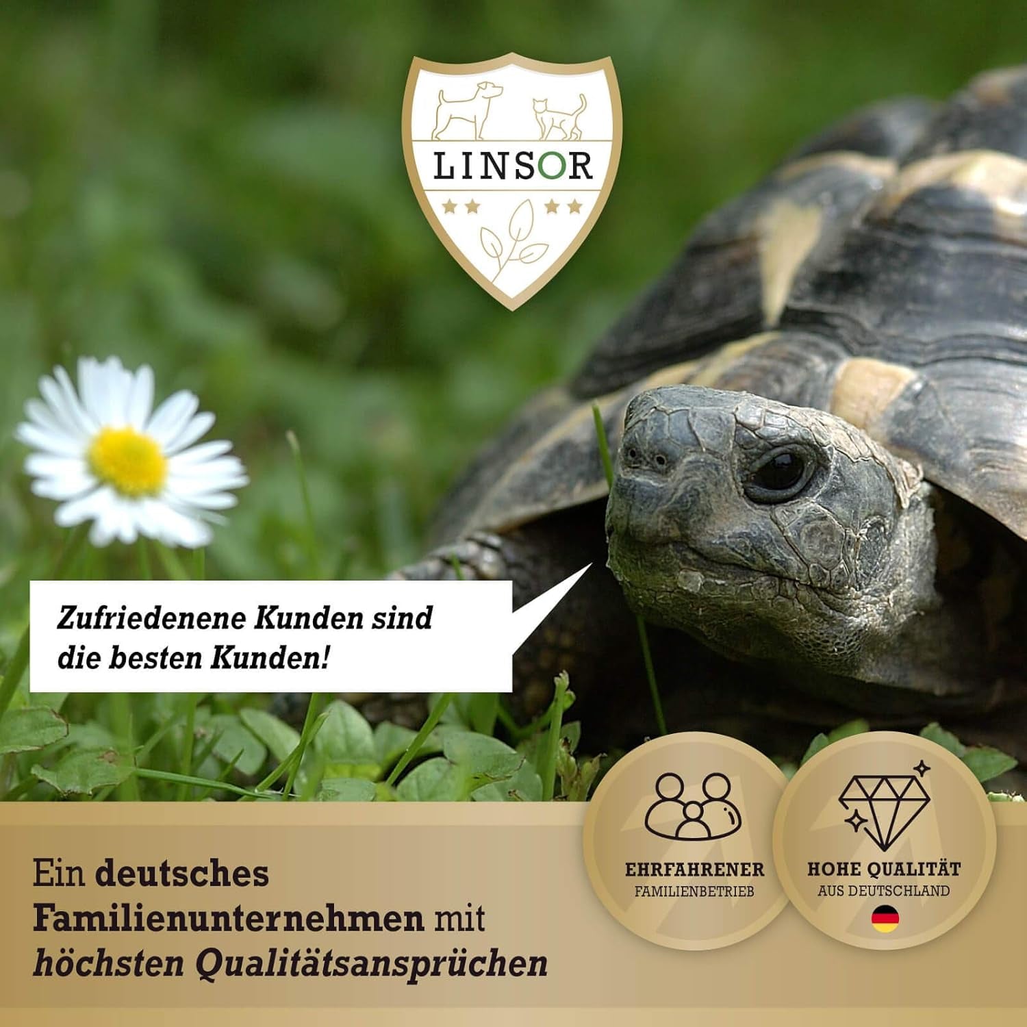 Rasensamen Frühjahr Frühlingsrasen 1Kg Rasensamen Schnellkeimend Für Neuanlage Und Nachsaat Zur Rasenreparatur Nach Winter Und Frostschäden Saatgut