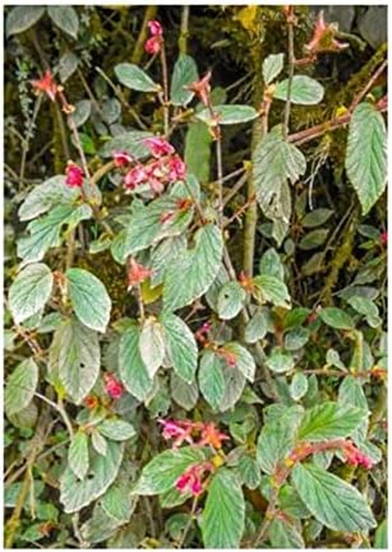Stk - 10X Begonia Urticae Ziersträucher Garten Pflanzen - Samen ID346 -
