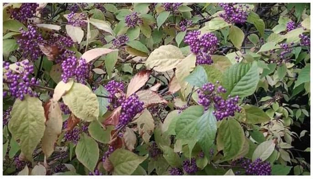 Stk - 10X Callicarpa Japonica Leucocarpa Japanische Schönfrucht Pflanzen - Samen B198 -