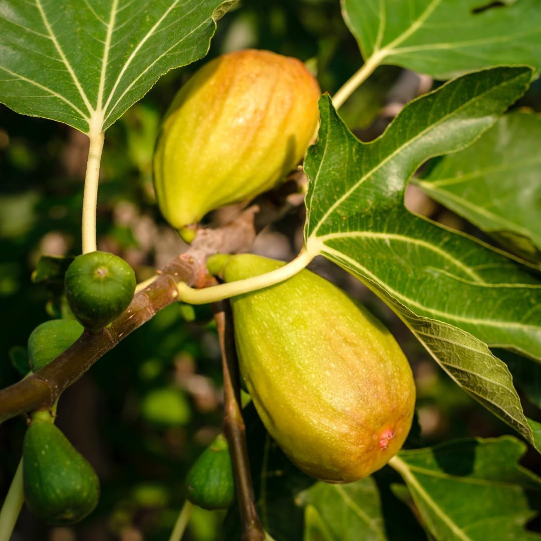 Feigenbaum Lange Von Portugal – Obstpflanze Topf Ø 26 Cm, Max. Wuchshöhe 180 Cm – Alter: 4 Jahre - Italienische Baumschule