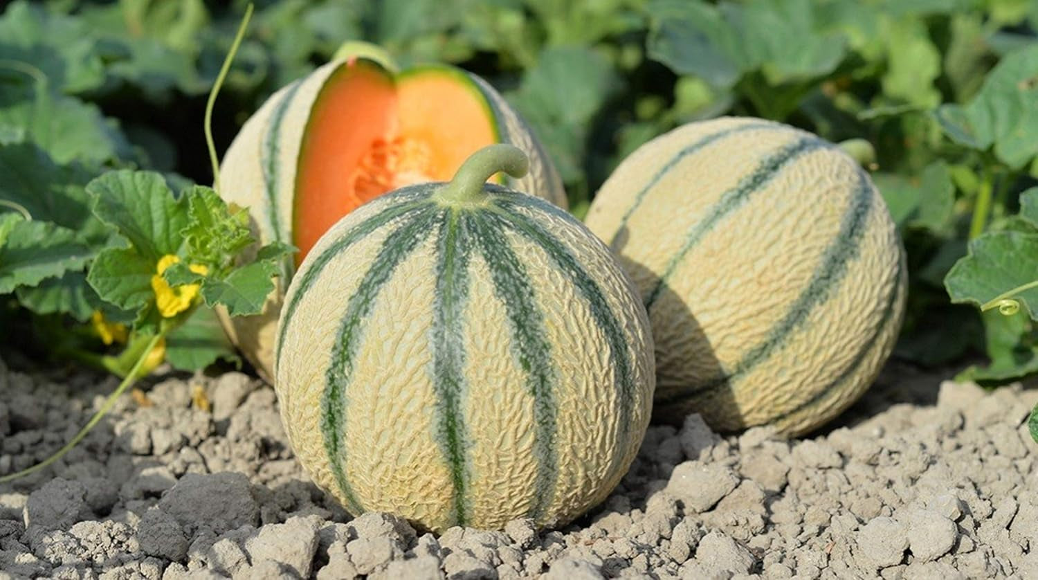 30 Samen Für Melonen, Antikes Gemüsegarten, Reproduzierbare Bäuerliche Samen, Halbwild