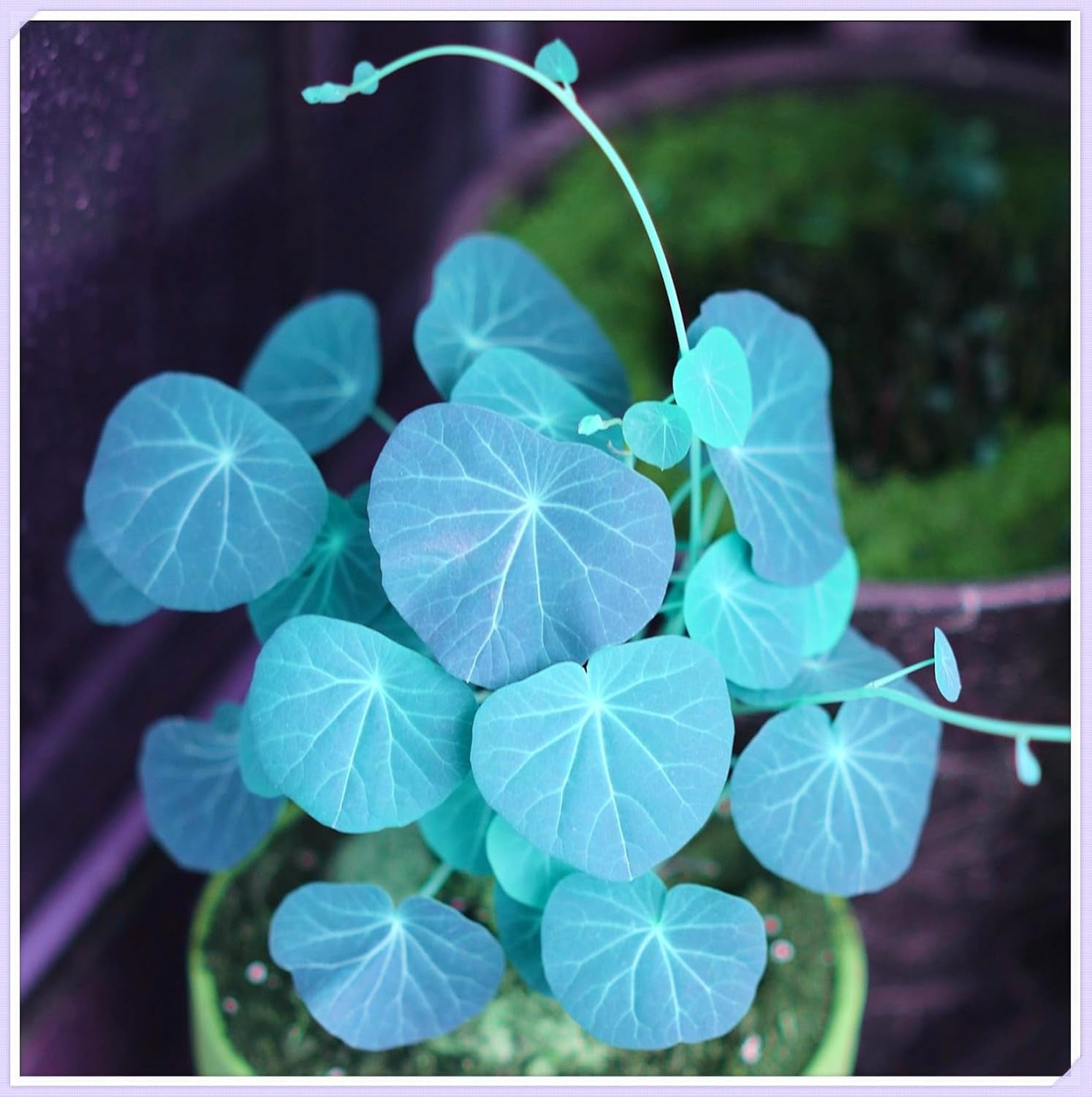 Blomsterløgblanding, Mystery Magic Bulb, Hårdfør plantning, Vinterhårdfør flerårig blomsterløg, Hårdføre løg - 3 orkidéløg