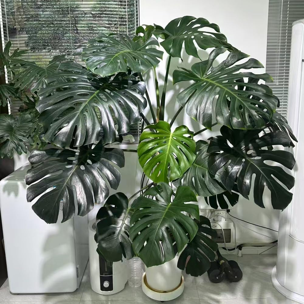 Monstera Pflanze Samen Dachbegrünung Samen Indoor Garten Monstera Samen Zimmerbonsai Bonsai Dekoration Wohnzimmer Kräutersamen Dekopflanzen Gartenpflanzen Winterhart - Seltene 20Pcs
