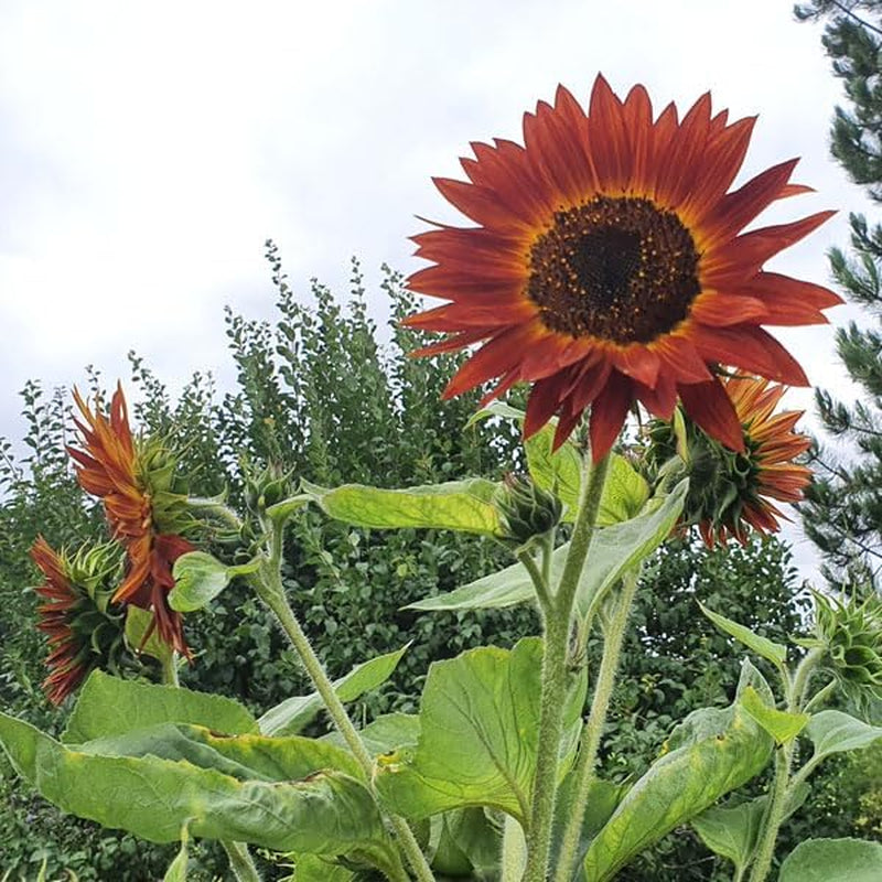 Plant Grow Gift Kit - Sunflower Sunset, inklusive potter, substrat og dyrkningsinstruktioner
