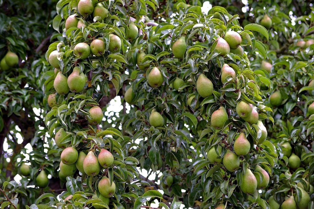 Obstbäume XXL 3Er Set (Apfel Jonagold, Birnenkonferenz Und Süßkirsche Kordia)
