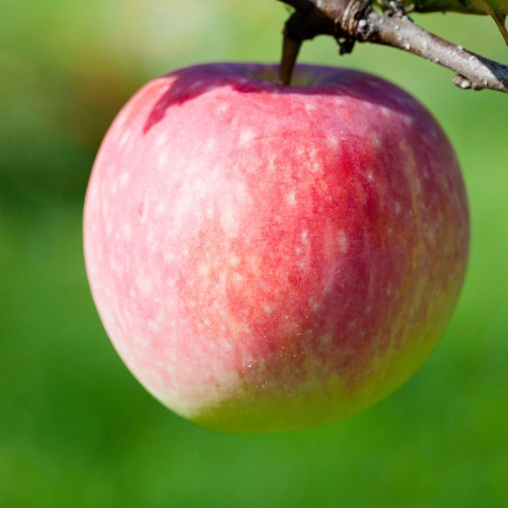 Apfelbaum Sorte Rosa Di Caldaro – Obstpflanze Im Topf Ø 24–26 Cm – Höhe Max. 180 Cm – Alter 4 Jahre – Italienische Baumschule