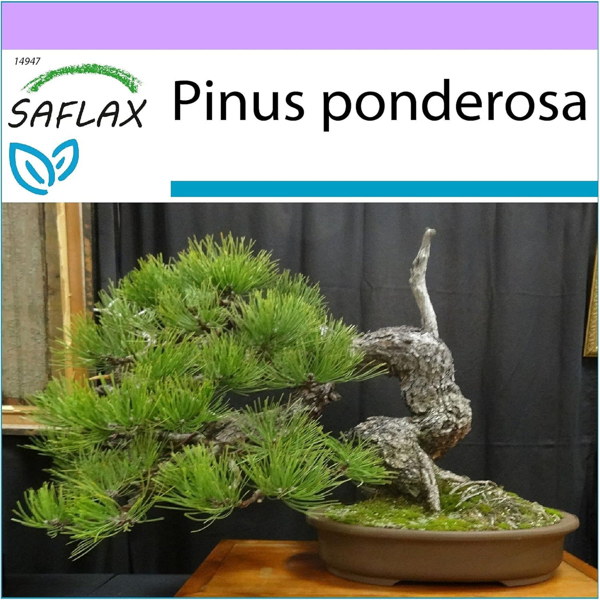 SAFLAX - Bonsai - Goldkiefer - 20 Samen - Pinus Ponderosa