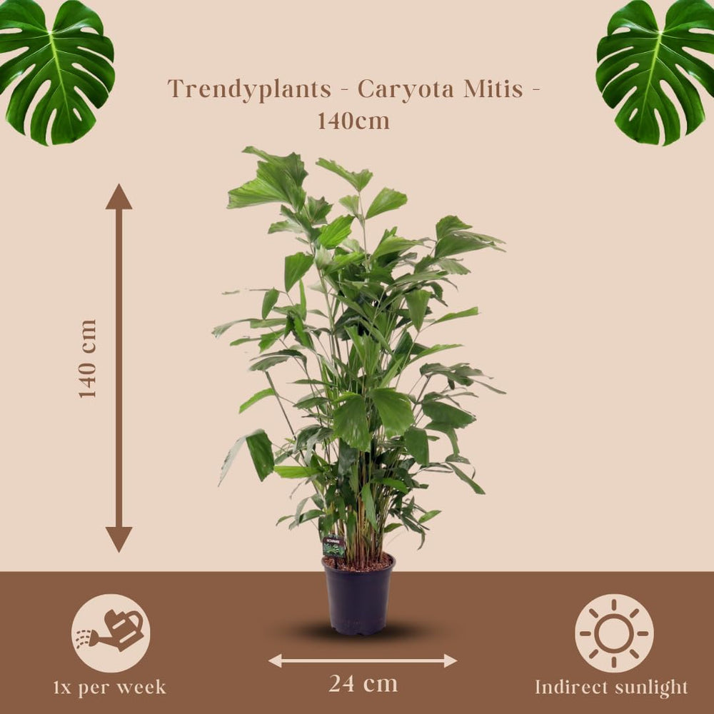 Trendyplants - Caryota Mitis - Fischschwanzpalme - Zimmerpflanze - Höhe 130-150 Cm - Topfgröße Ø24Cm