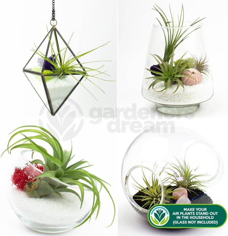 Gardeners Dream: 4 rigtige Tillandsia-planter - 4 rigtige Tillandsia-luftplanter - Terrarieplanter - Dekorative terrariumplanter - Luftrensende stueplanter - Dekorative planter - Rigtige planter