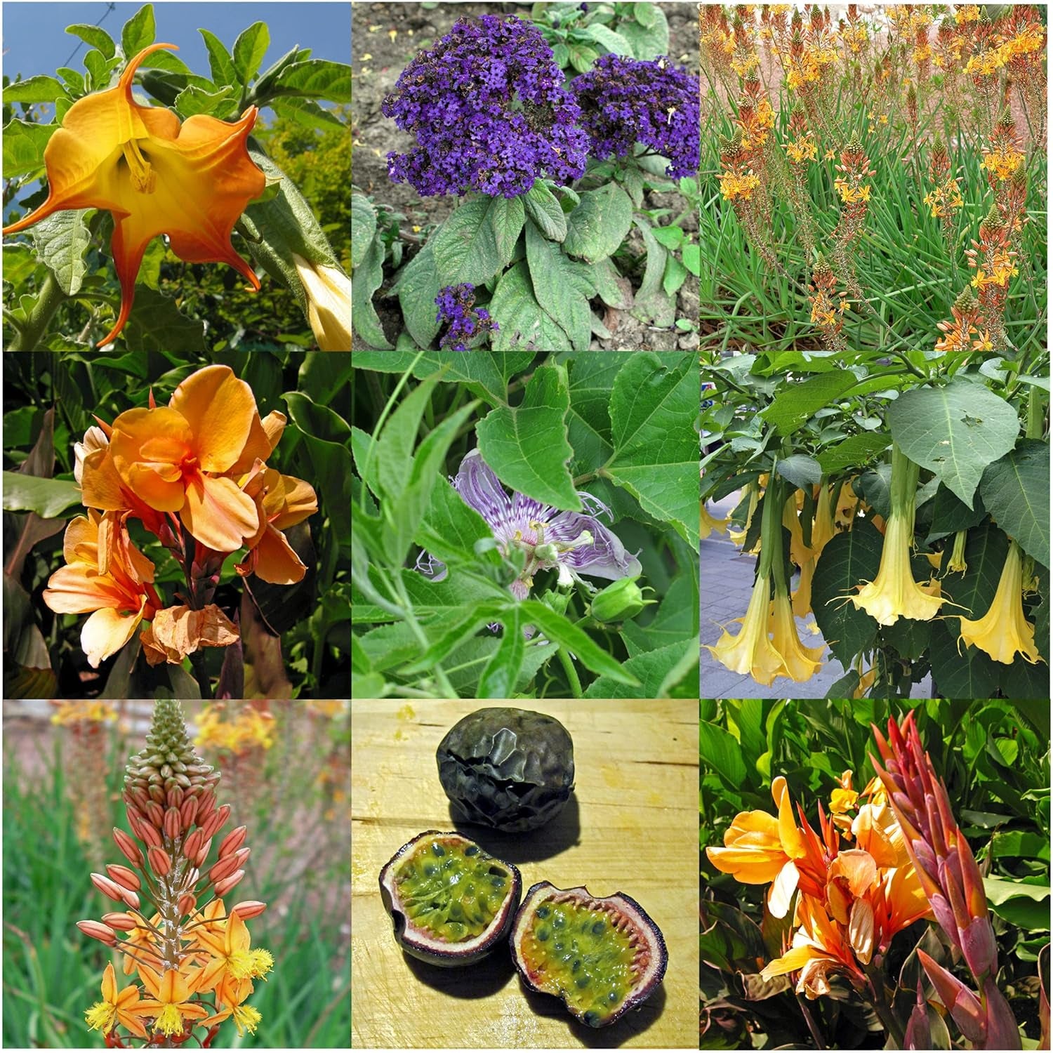 Exotische Schönheiten für Wintergarten und Terrasse - Samen-Geschenkset med 5 frostempfindlichen Blühpflanzen aus aller Welt