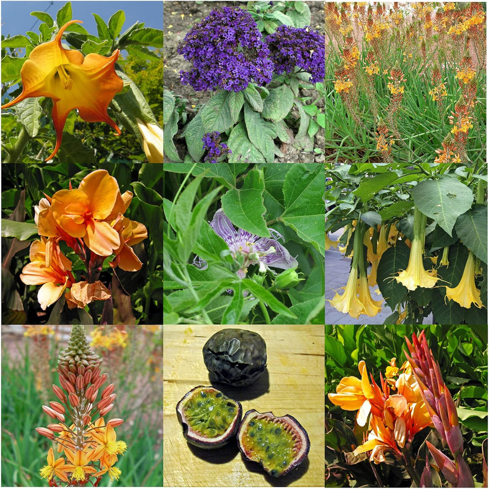 Exotische Schönheiten für Wintergarten und Terrasse - Samen-Geschenkset med 5 frostempfindlichen Blühpflanzen aus aller Welt