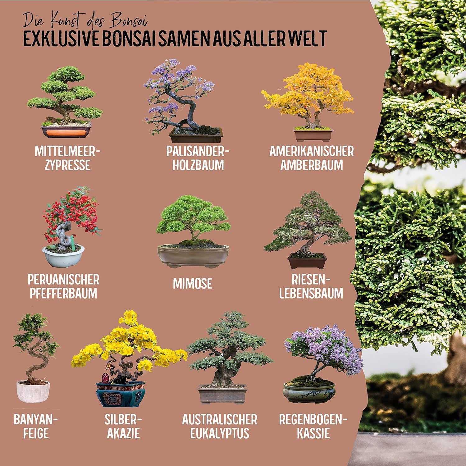 10 Bonsai frø fra 5 kontinenter | Eksotiske træfrø til din unikke bonsai | Startsæt og planteentusiaster | Vores Bonsai-sæt som en speciel gaveidé