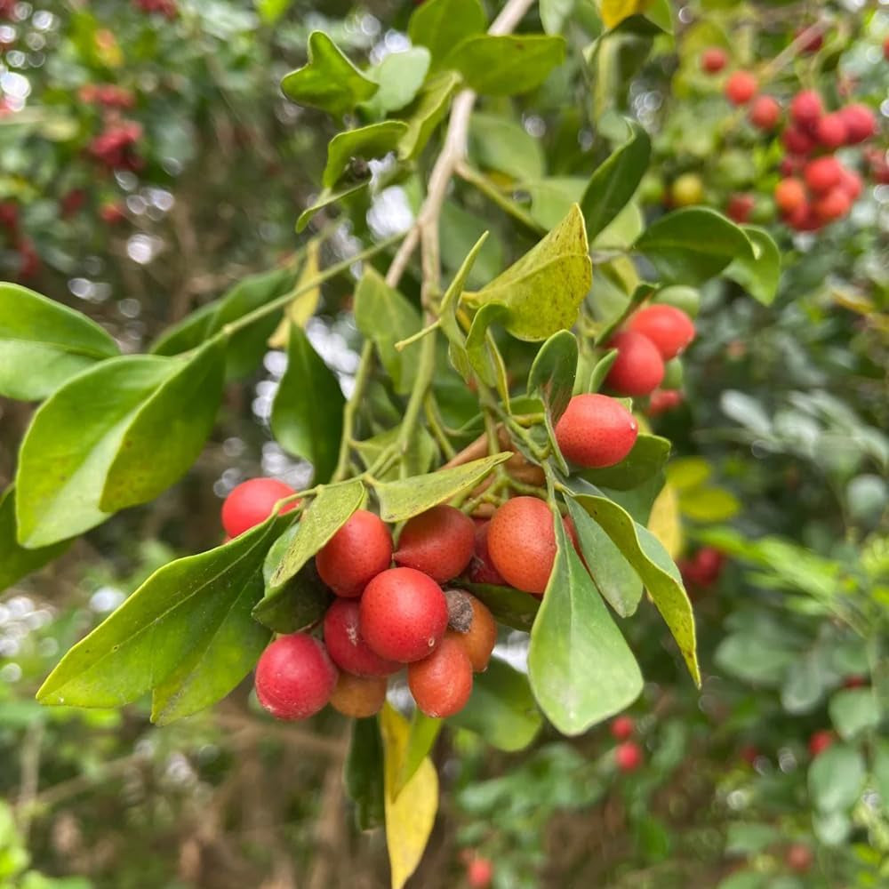 Murraya Exotica, Balkon Kräutersamen, Bodendecker Winterhart Mehrjährig Sträucher Exotische Kräutergarten 100Samen