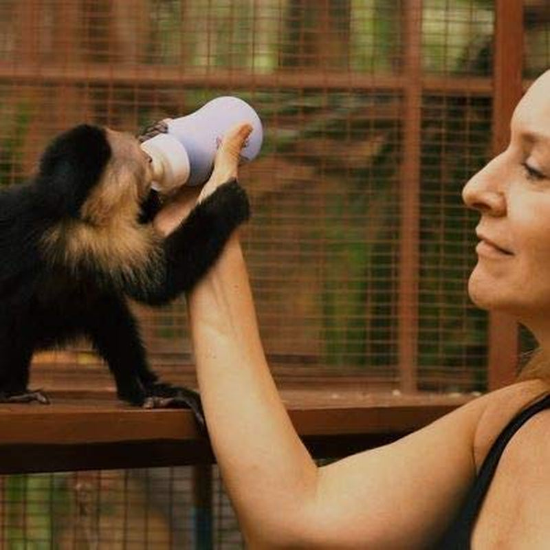 Café Britt® - Amestec Costa Rican Habitat Cariblanco (340 g) (Pachet de 3) Cafea Arabica boabe întregi, Kosher, fără gluten, prăjire gourmet și mediu închisă…