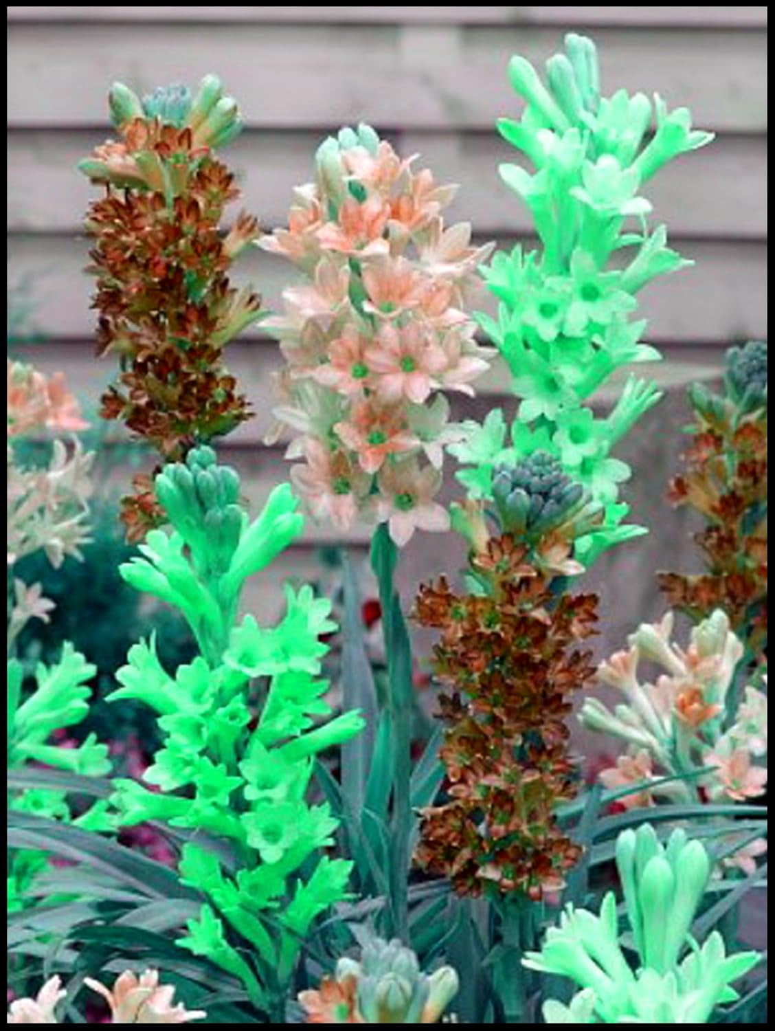 Blomsterløgblanding, Mystery Magic Bulb, Hårdfør plantning, Vinterhårdfør flerårig blomsterløg, Hårdføre løg - 3 orkidéløg