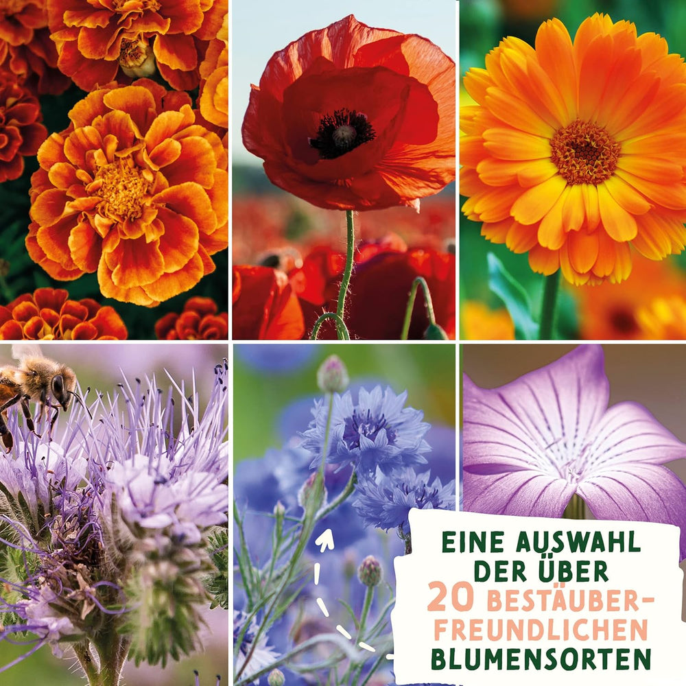 Vildblomst Engfrø | Påskegave Blomsterfrø, Påskegræsfrø | Påskeblomsterfrø og påskegaver til børn | Vilde blomsterfrø | Pakker med frø til en vildblomsteng