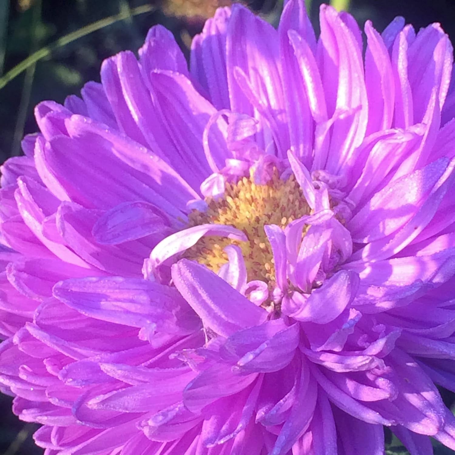 Krallenaster (Callistephus Chinensis) Bio - Ca. 100 Samen Sehr Alte Einjährige Sommerblume Zierpflanze Schnittblume Bienenweide