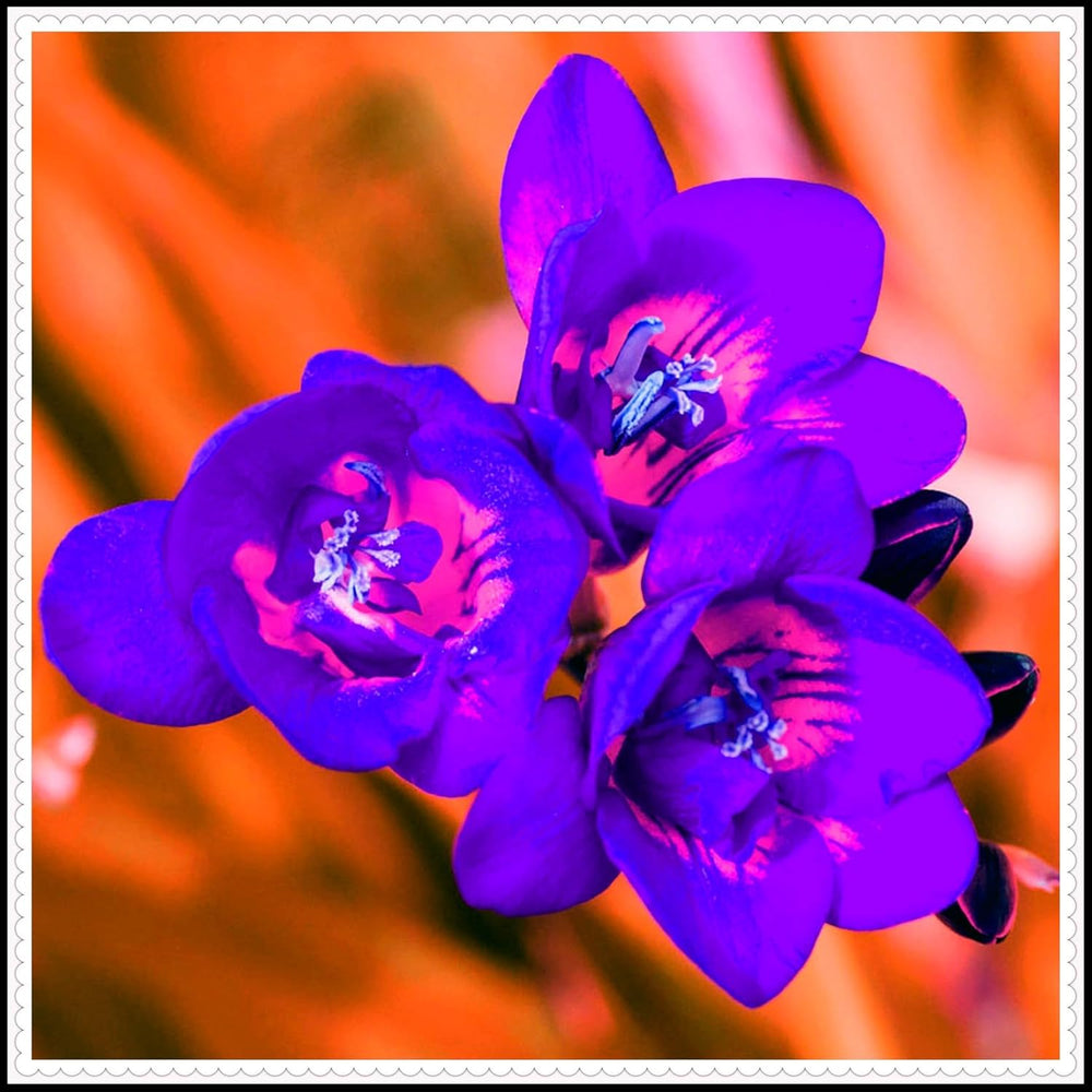 Blomsterløgblanding, Mystery Magic Bulb, Hårdfør plantning, Vinterhårdfør flerårig blomsterløg, Hårdføre løg - 3 orkidéløg