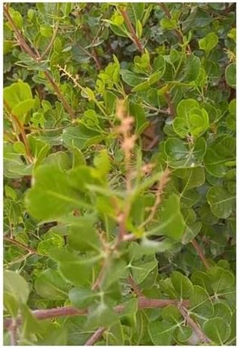 Stk - 10X Rhus Glauca Blaue Kuni-Rhus Strauch Garten Pflanzen - Samen ID1549 -