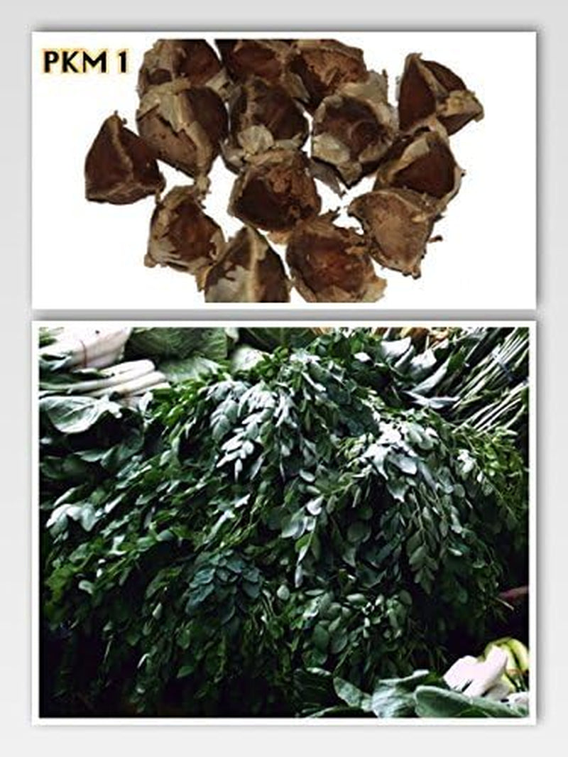 Moringa - Moringa oleifera - 100 frø *Også kaldet peberrodstræ*