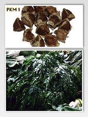 Moringa - Moringa oleifera - 100 frø *Også kaldet peberrodstræ*