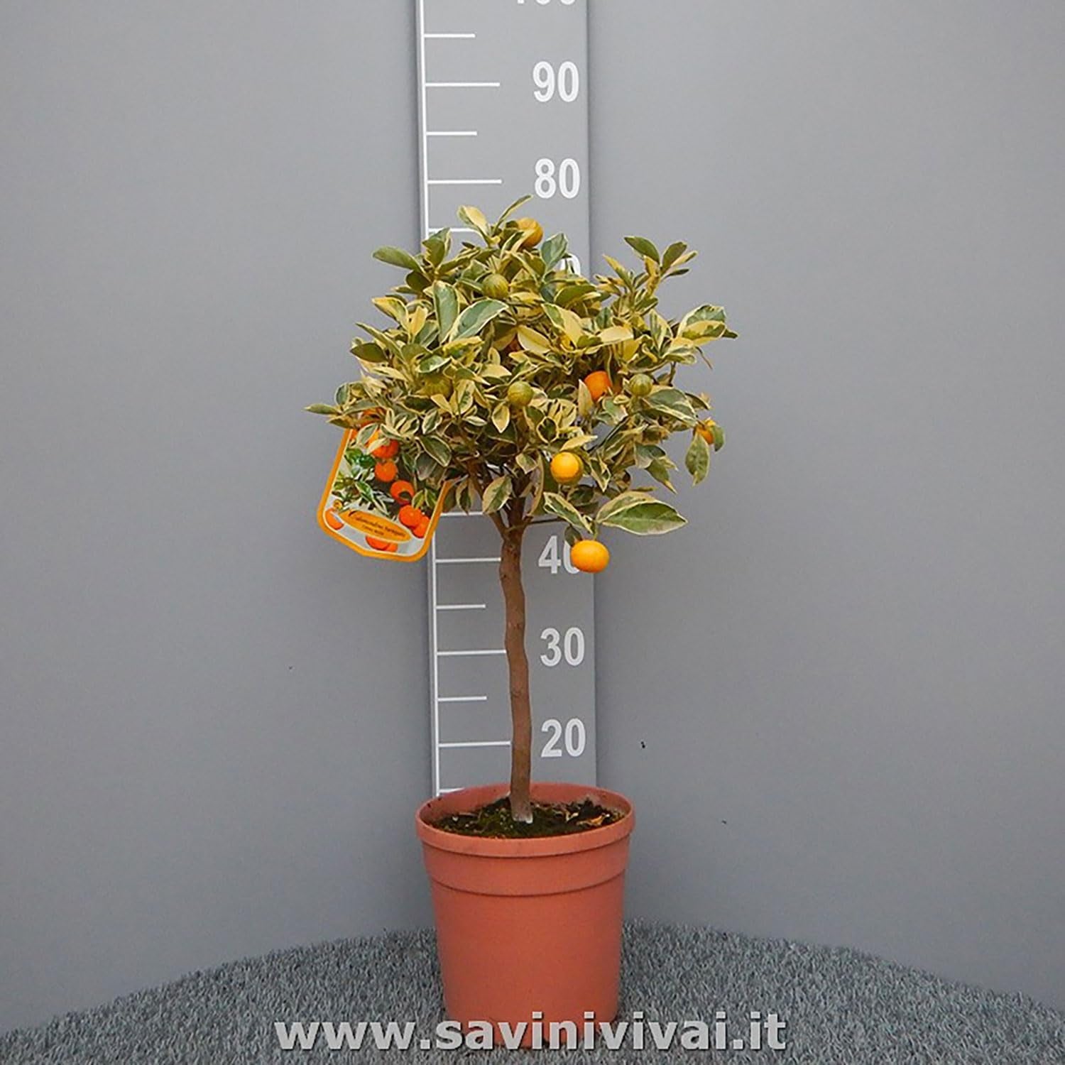 SAVINI VIVAI Bunte Calamondino-Pflanze, Bunter Calamondino-Zitrusbaum Im 20 Cm Topf, Höhe 70 Cm, 2–3 Jahre Veredelung, Hergestellt in Italien