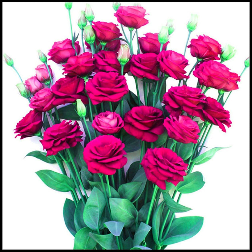 Blomsterløgblanding, Mystery Magic Bulb, Hårdfør plantning, Vinterhårdfør flerårig blomsterløg, Hårdføre løg - 3 orkidéløg