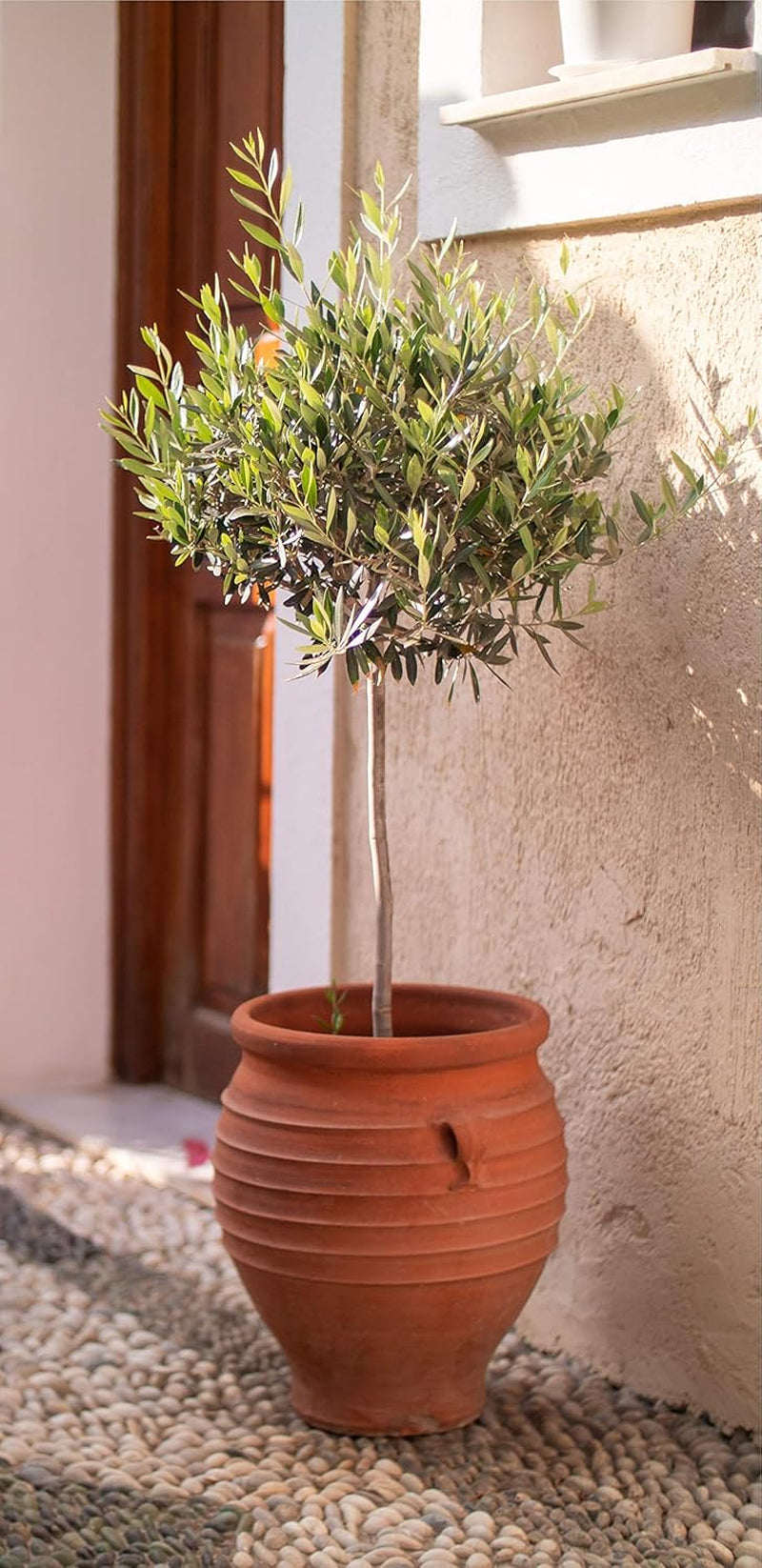 Bloomique - 2Er-Set - Olea Europaea - Olivenbaum Auf Stamm - Gartenpflanzen - Winterhart - Inklusive Pflanzennahrung - 80-100 Cm Hoch - Topf 19 Cm