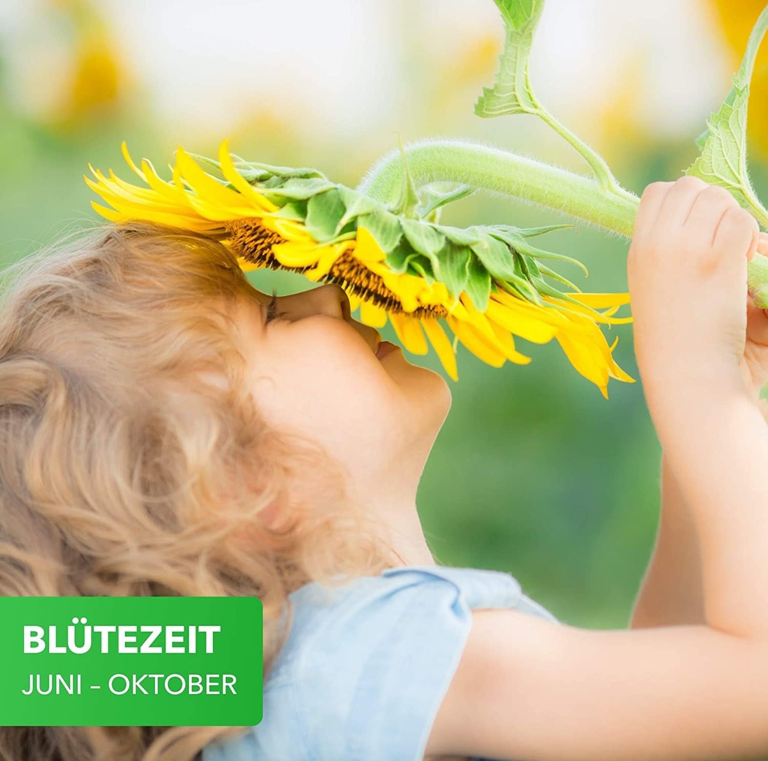 Magic of Nature 800gr. Blumensamen Mischung - Bienen Paradies - Blühfreudige Bienenweide für 150 bis 250 m²