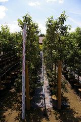Malus Nathusius Taubenapfel - Tafelapfel Nathusius Taubenapfel