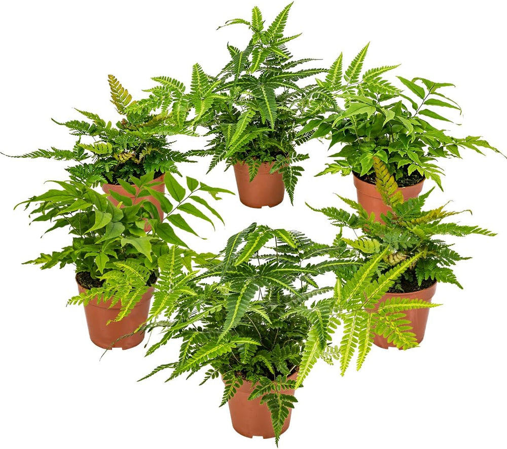 Bloomique - 3Er Set - Farne Winterhart Für Garten - Gartenpflanze - Immergrün - Stauden - Höhe 20-30 Cm - Topf 12 Cm