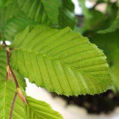 KENTIS - Hainbuche Bonsai - Carpinus Betulus - Echte Zierpflanzen Für Draußen - Garten Balkon Terrasse - H 45/55 Cm Ø 26 Cm