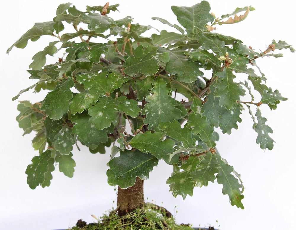 KENTIS - Quercus Pubescens Bonsai - Flaumeiche Bonsai Baum - Eiche - Echte Außenpflanzen - Outdoor Pflanze - Hoch 20-30 Cm Keramiktopf Ø 21 Cm