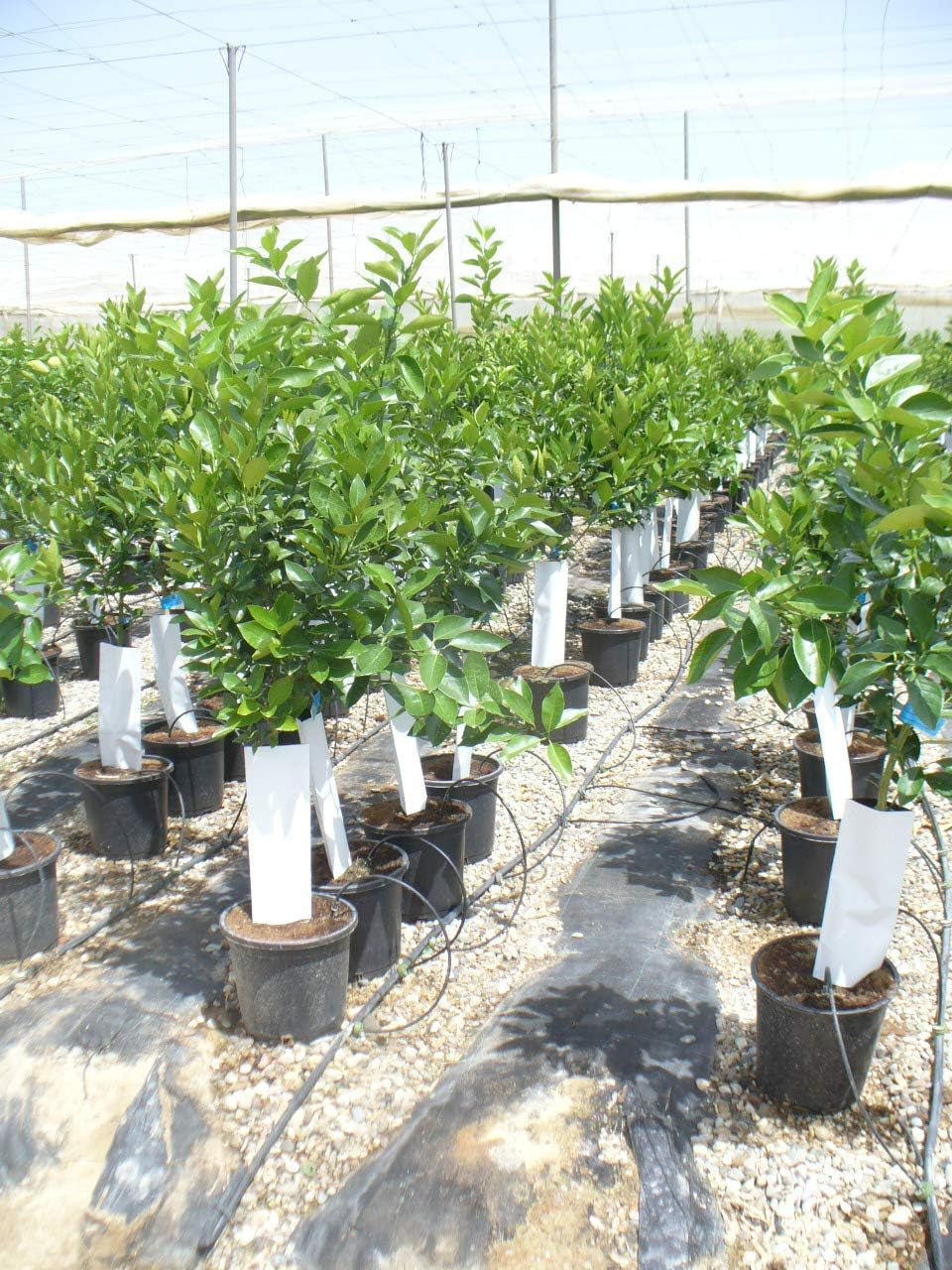 Orangenbaum, Citrus - Sinensis Naranjo, Verschiedene Sorten Ca. 130-150 Cm Hoch