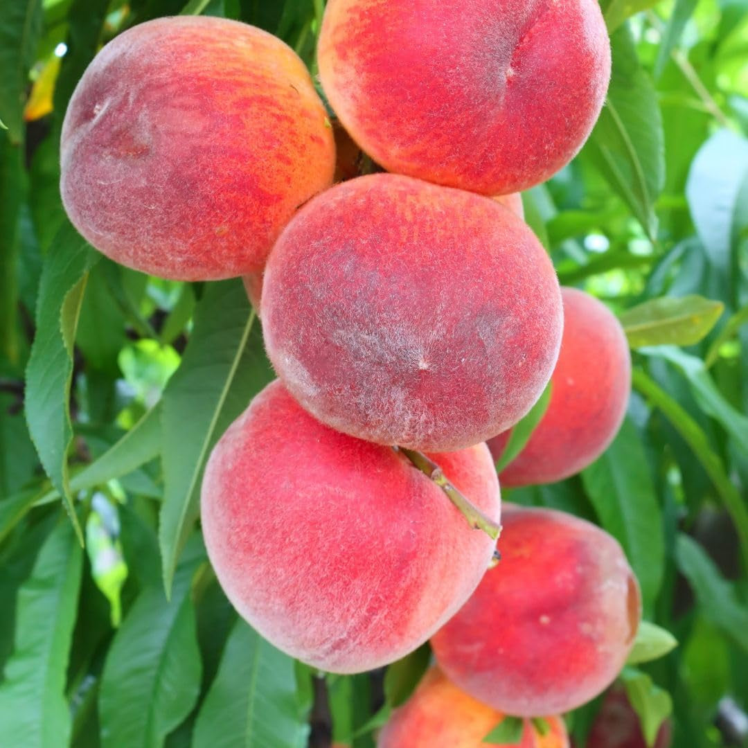 Pfirsiche Pulpa Rote Vigna - Obstpflanze Alte Frucht Auf Blumentopf 20 Baum Max 170 Cm – 2 Jahre Anbau Italien