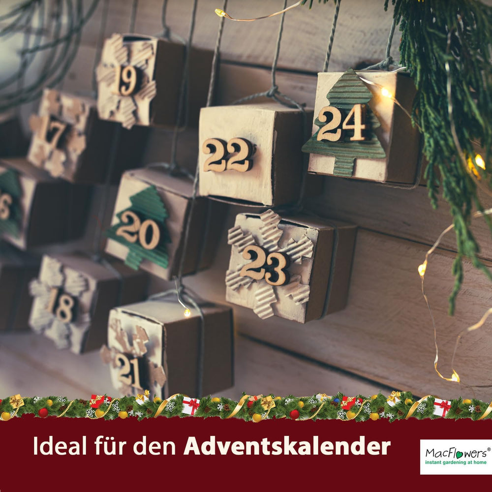 Weihnachtsbaum in Der Dose - Comic Set 4X Weihnachtsbaum Gemischt