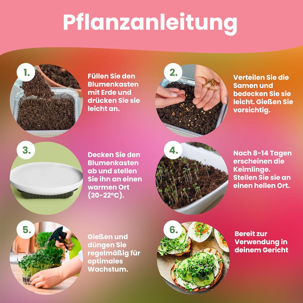 LERAVA Kräutersamen Sæt – 12 Sorten: Basilikum Samen, Parsilie Samen, Koriander, Oregano & Mehr – Saatgut für frische Kräuter im Garten eller Topf, Premium Samen für Küche & Balkon - Samen sæt, frø