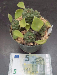 Monadenium Ritchiei Cm. 9/10