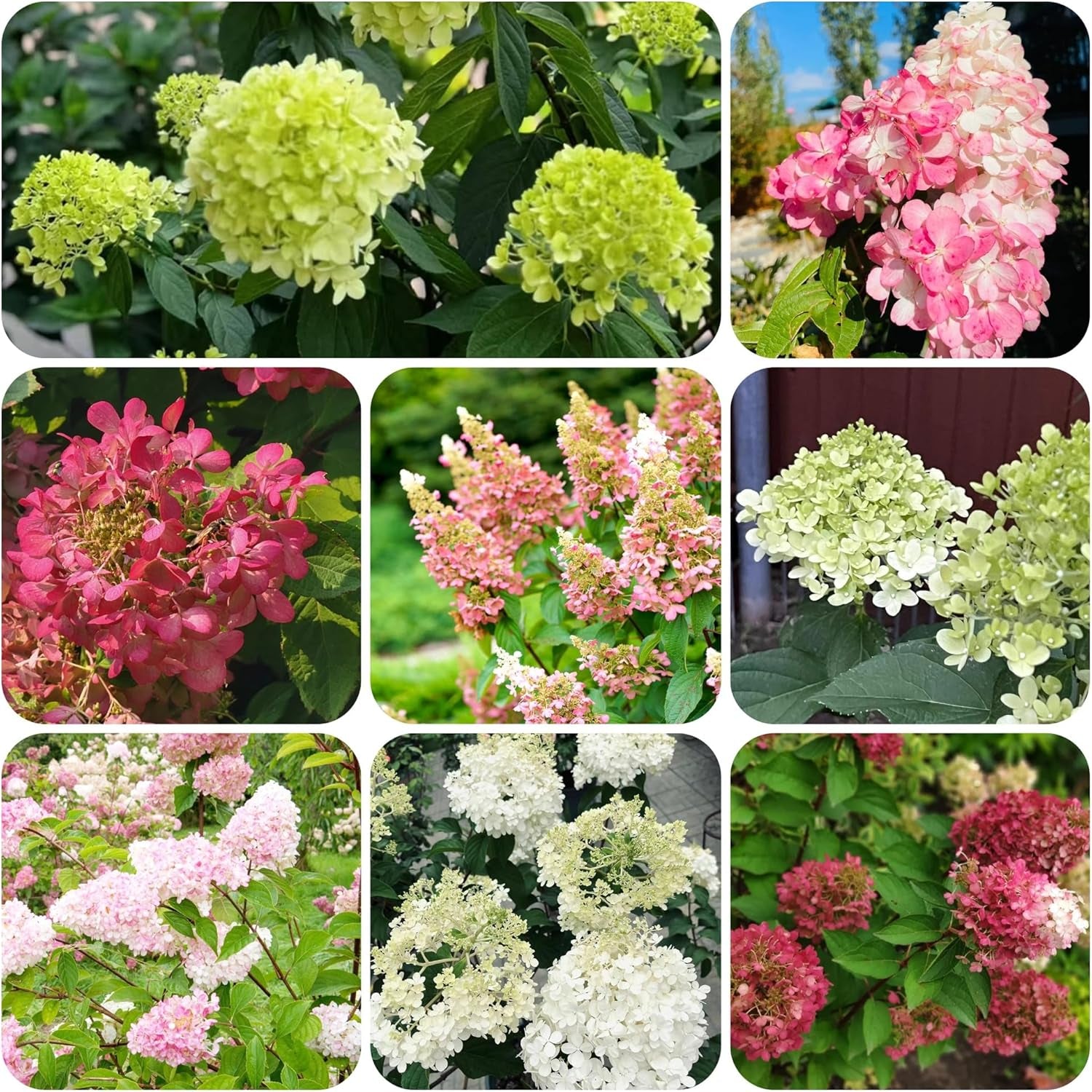 Rispenhortensie, Rispenhortensien Balkonblumen Schnittblumen Hortensien Topfpflanzen Hecken Zierblumen Für Sonnige Plätze Minigarten Schnell Wachsende Sträucher Gartendeko Für 40Samen