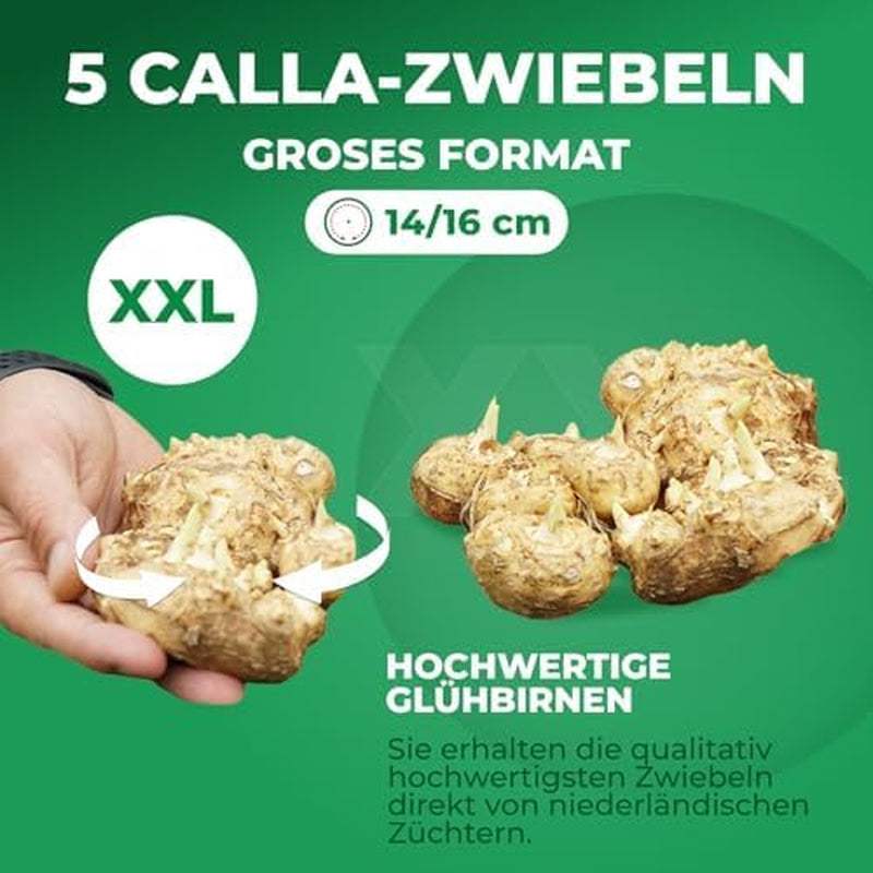 Calla Bulbs Hardy Staude - Zantedeschia Orange Passion (Orange) - 5 store blomsterløg - Ægte Hollandske planter - Til have og krukker (ikke frø, ikke kunstige)