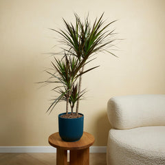 Bloomique - Dracaena Marginata - Drachenbaum - Zimmerpflanzen Groß - Pflegeleicht - Luftreinigend - Höhe 90-110 Cm - Topf 21 Cm