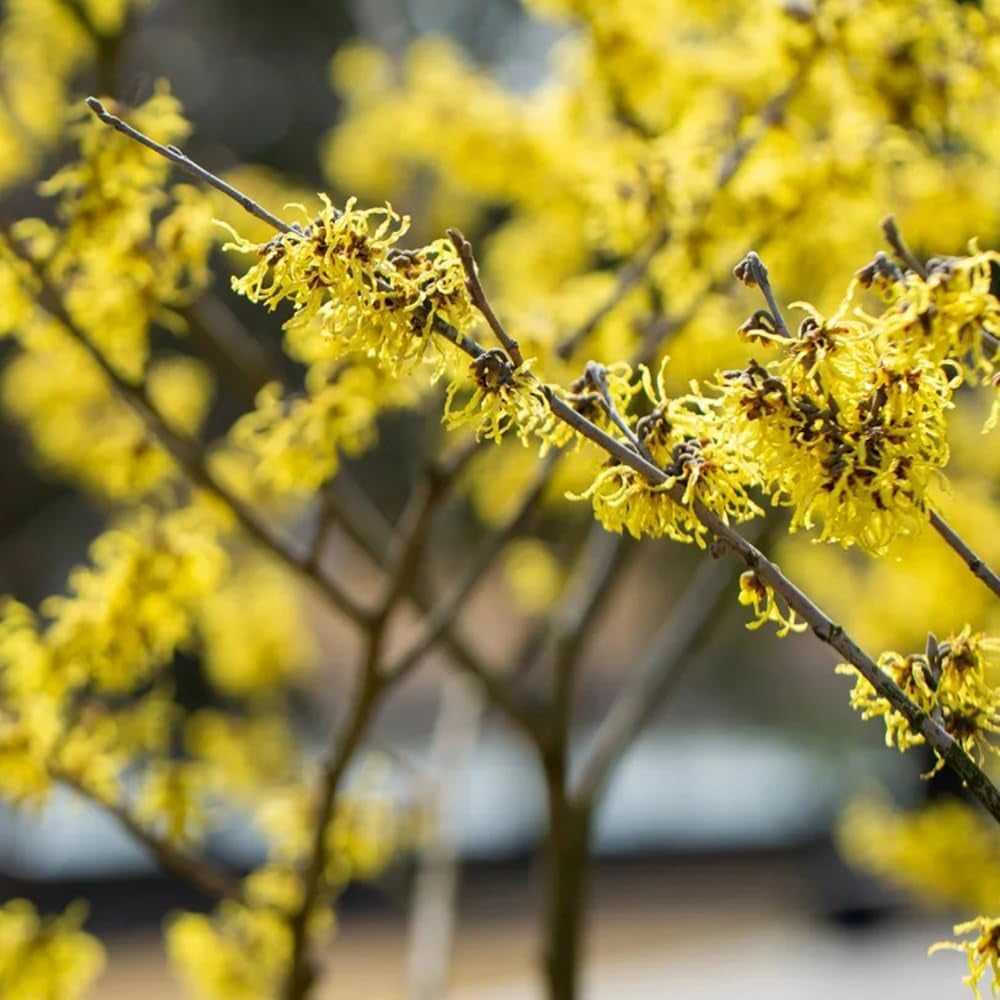 Zaubernuss, Zaubernuss Strauch, Für Sonnige Plätze Hamamelis Mollis, Exotische Gartendeko Für Draußen Balkonpflanzen Winterhart Mehrjährig Herbstblumen 200Samen