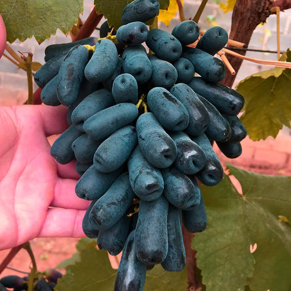 Blomsterløgblanding, Mystery Magic Bulb, Hårdfør plantning, Vinterhårdfør flerårig blomsterløg, Hårdføre løg - 3 orkidéløg