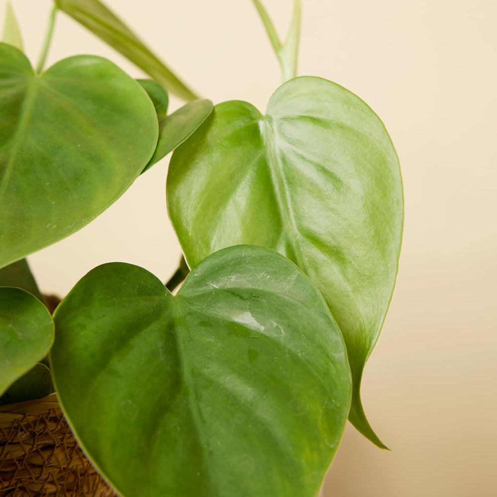 Bloomique - Philodendron Scandens - Hängepflanze - Auch Als Kletterpflanze Geeignet - Zimmerpflanzen - Luftreinigend - Pflegeleicht - 15-20 Cm Hoch - Topf 12 Cm