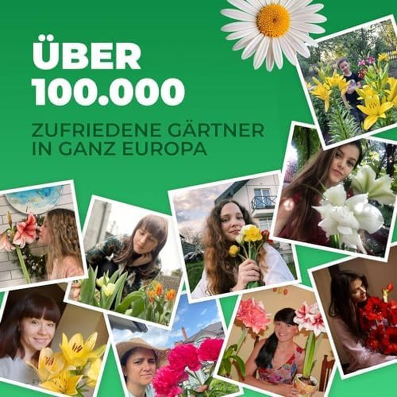 Calla Bulbs Hardy Staude - Zantedeschia Orange Passion (Orange) - 5 store blomsterløg - Ægte Hollandske planter - Til have og krukker (ikke frø, ikke kunstige)