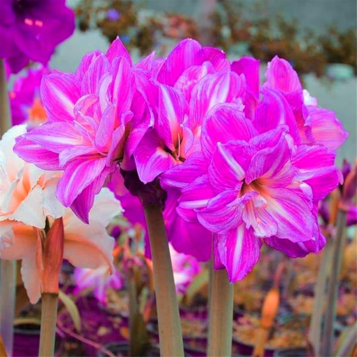 Blomsterløgblanding, Mystery Magic Bulb, Hårdfør plantning, Vinterhårdfør flerårig blomsterløg, Hårdføre løg - 3 orkidéløg