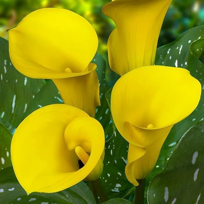 Calla Bulbs Hardy Staude - Zantedeschia Orange Passion (Orange) - 5 store blomsterløg - Ægte Hollandske planter - Til have og krukker (ikke frø, ikke kunstige)